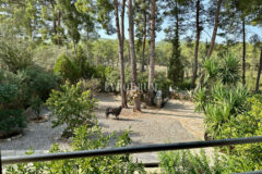 7.970 m2 arazi içinde harika, havuzlu taş ev ve misafirhanesi