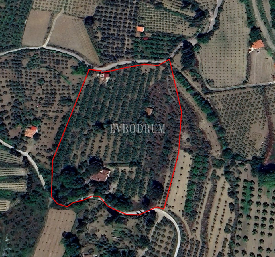 40.000 m² Arazi, Taş Ev ve Entegre Ceviz Üretim Tesisi – Görsel 5
