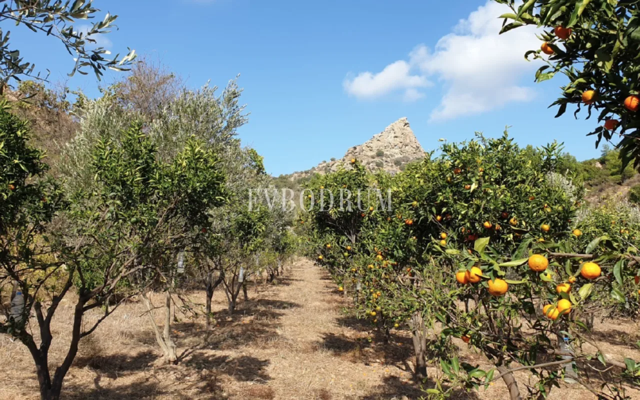 Bodrum Yakaköy'de Tarımsal Üretime Uygun Araziler