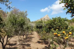 Bodrum Yakaköy'de Tarımsal Üretime Uygun Araziler