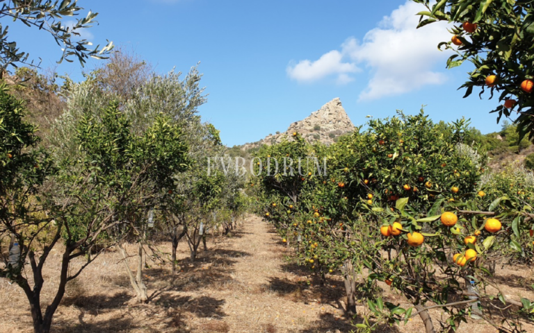 Screen-Shot-2026-01-21-at-14.53.36