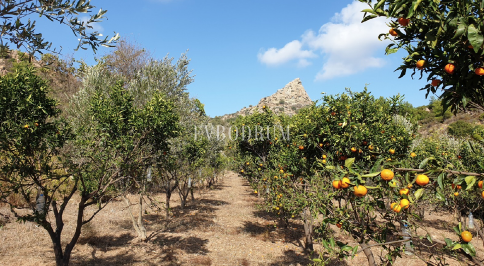 Bodrum Yakaköy'de Tarımsal Üretime Uygun Araziler – Screen Shot At ..